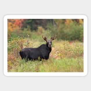 Young Moose - Algonquin Park, Canada Sticker